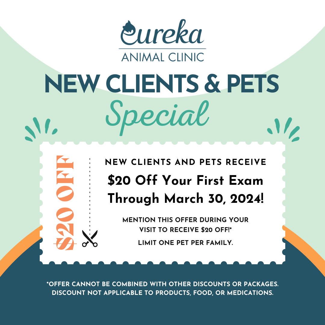 New Client Special For Pets In Miami