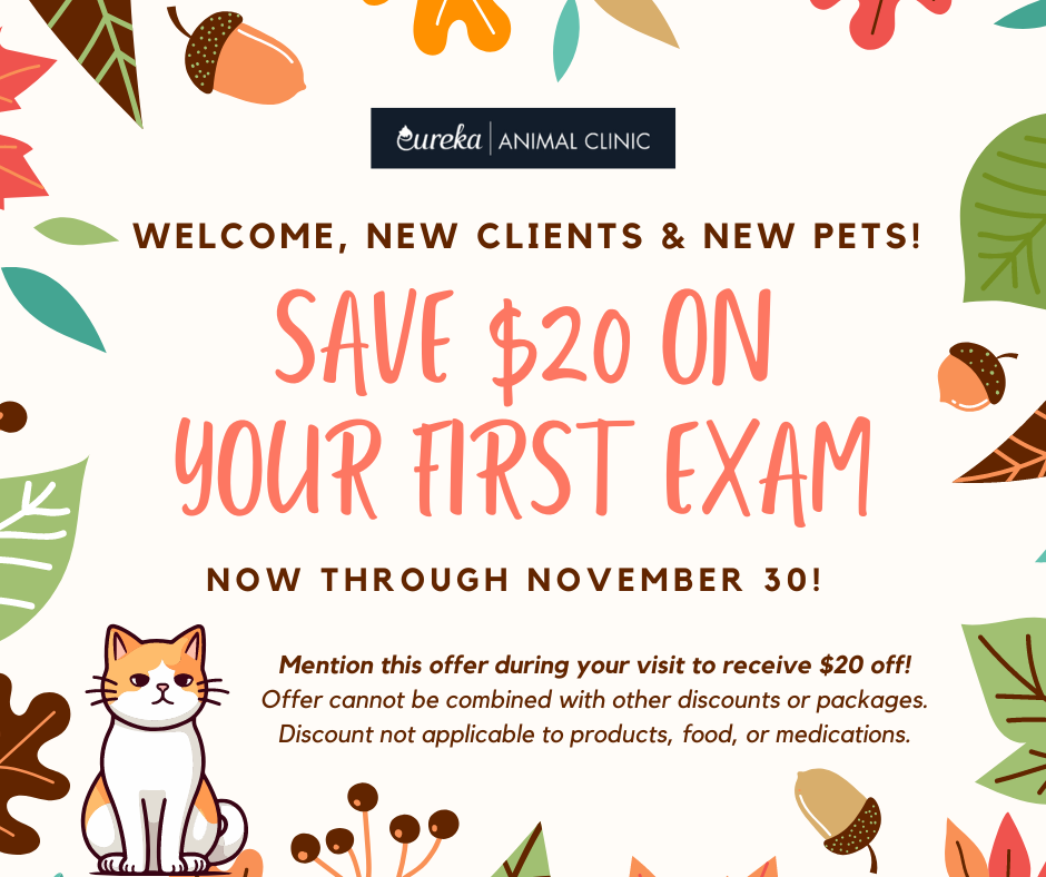 New Client Special For Pets In Miami